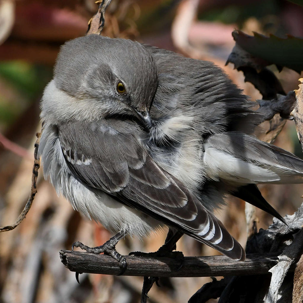 Mockingbird5.jpg