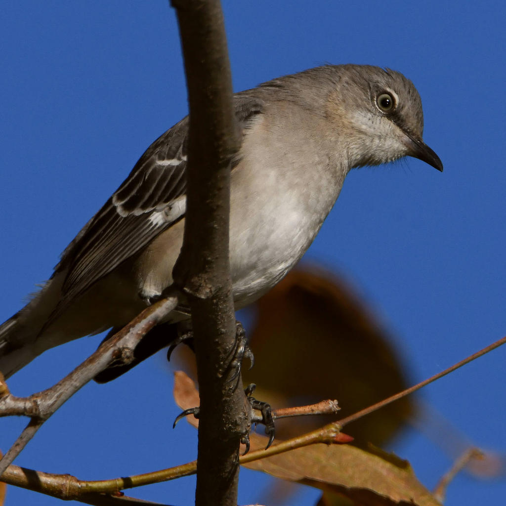 Mockingbird5.jpg