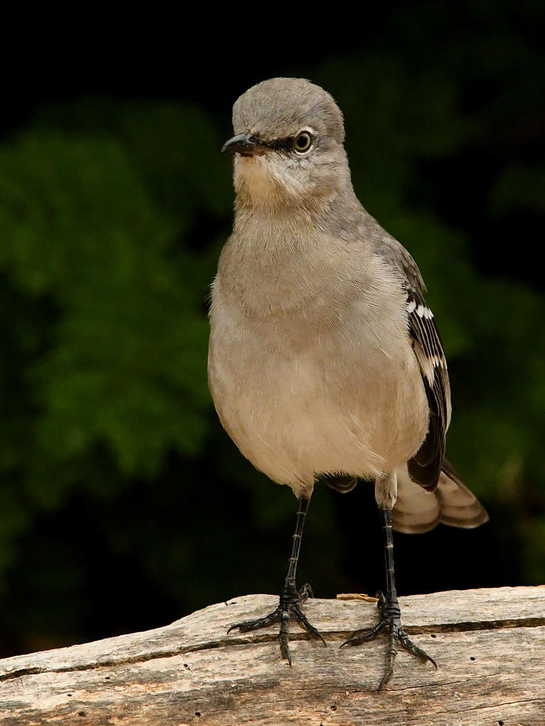 Mockingbird5.jpg