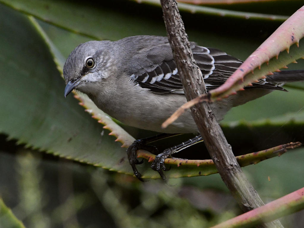 Mockingbird5.jpg