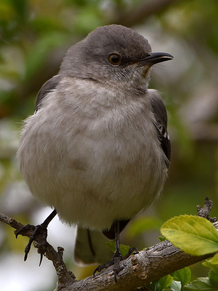Mockingbird5.jpg