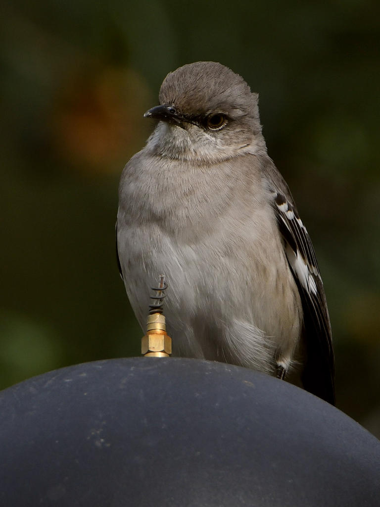 Mockingbird5.jpg