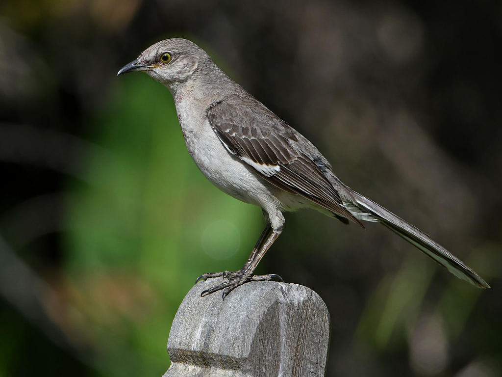 Mockingbird5.jpg