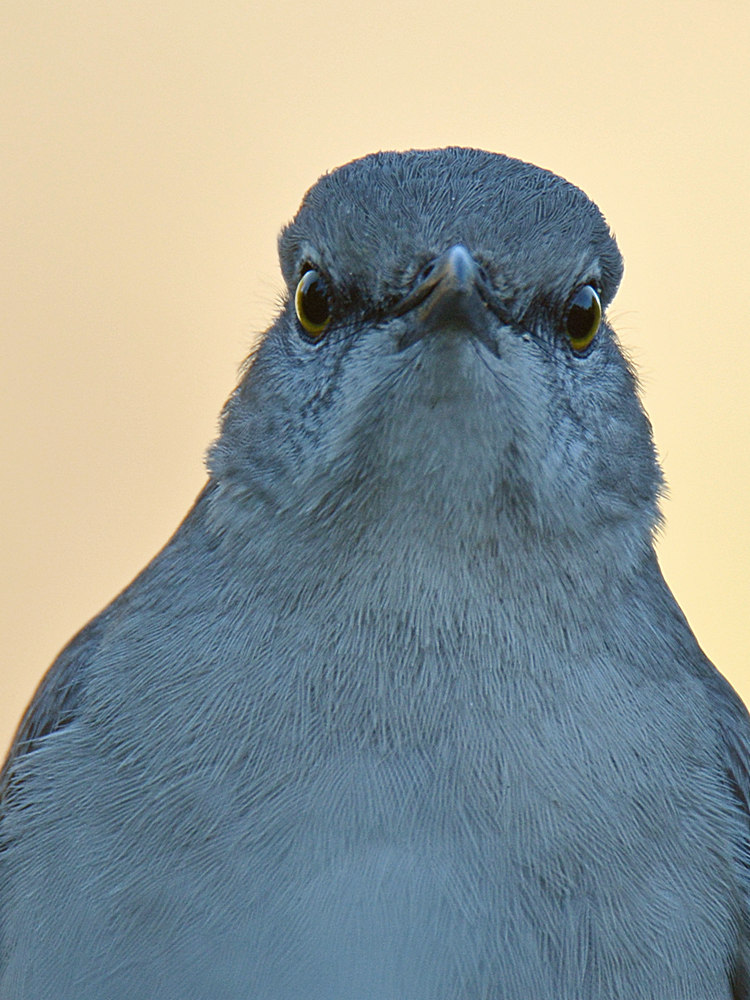 Mockingbird6.jpg