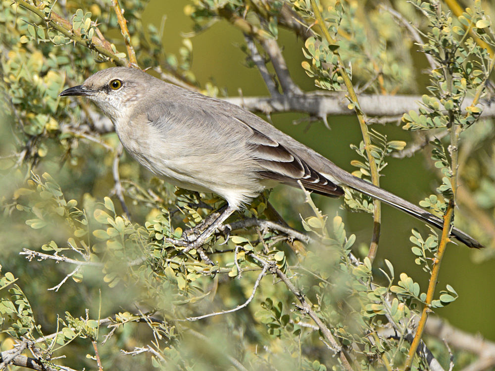Mockingbird6.jpg