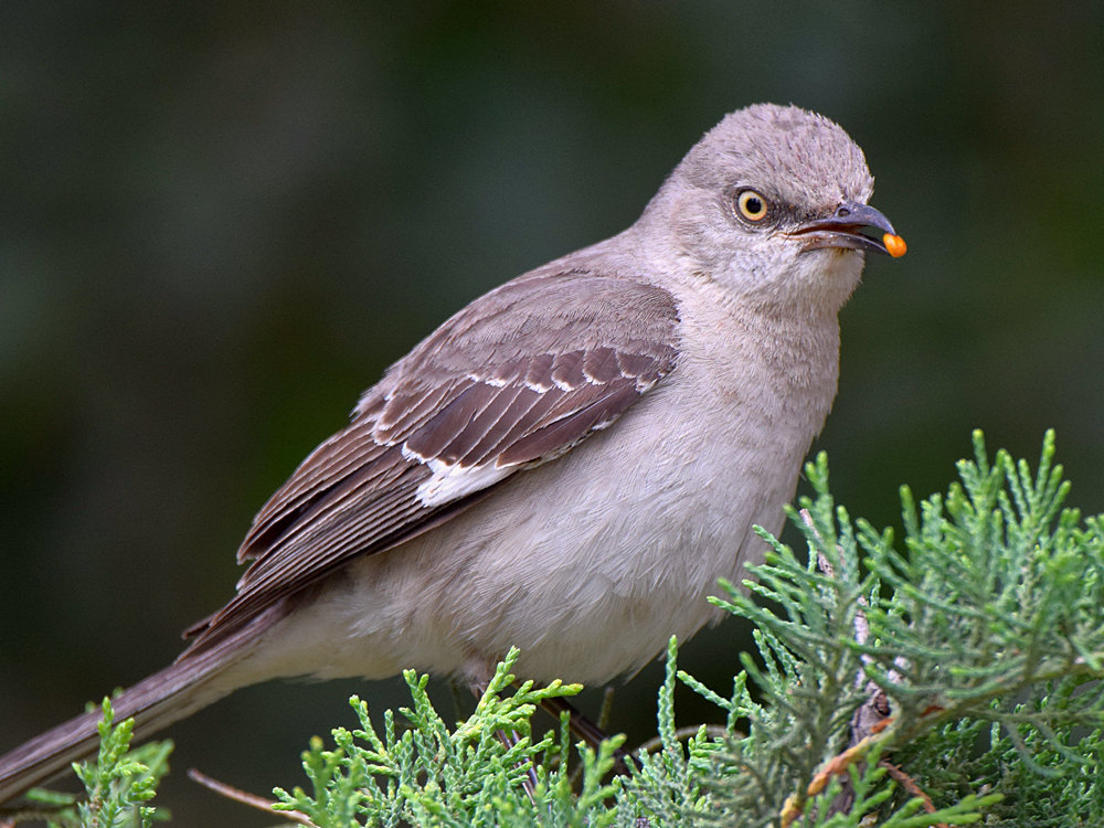 Mockingbird6.jpg