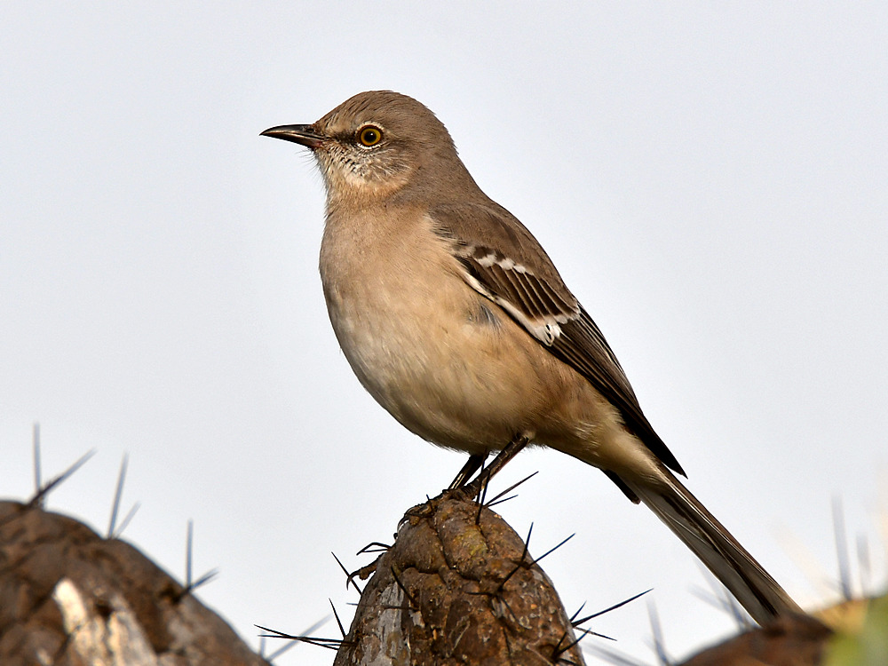 Mockingbird6.jpg