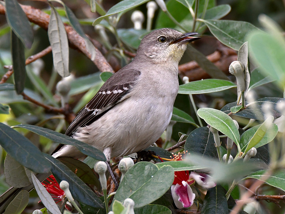 Mockingbird6.jpg