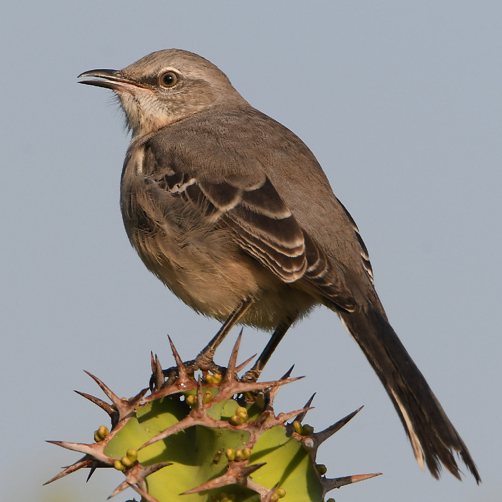 Mockingbird6.jpg