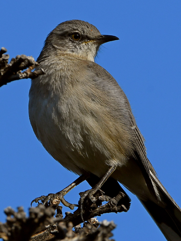 Mockingbird6.jpg