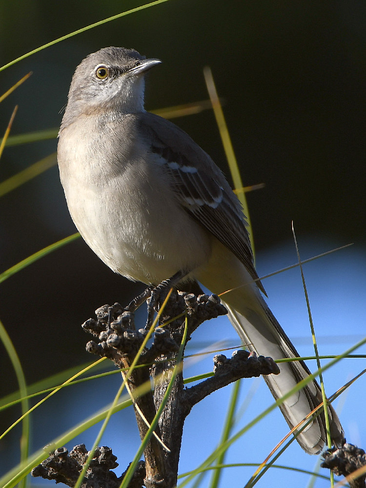 Mockingbird6.jpg