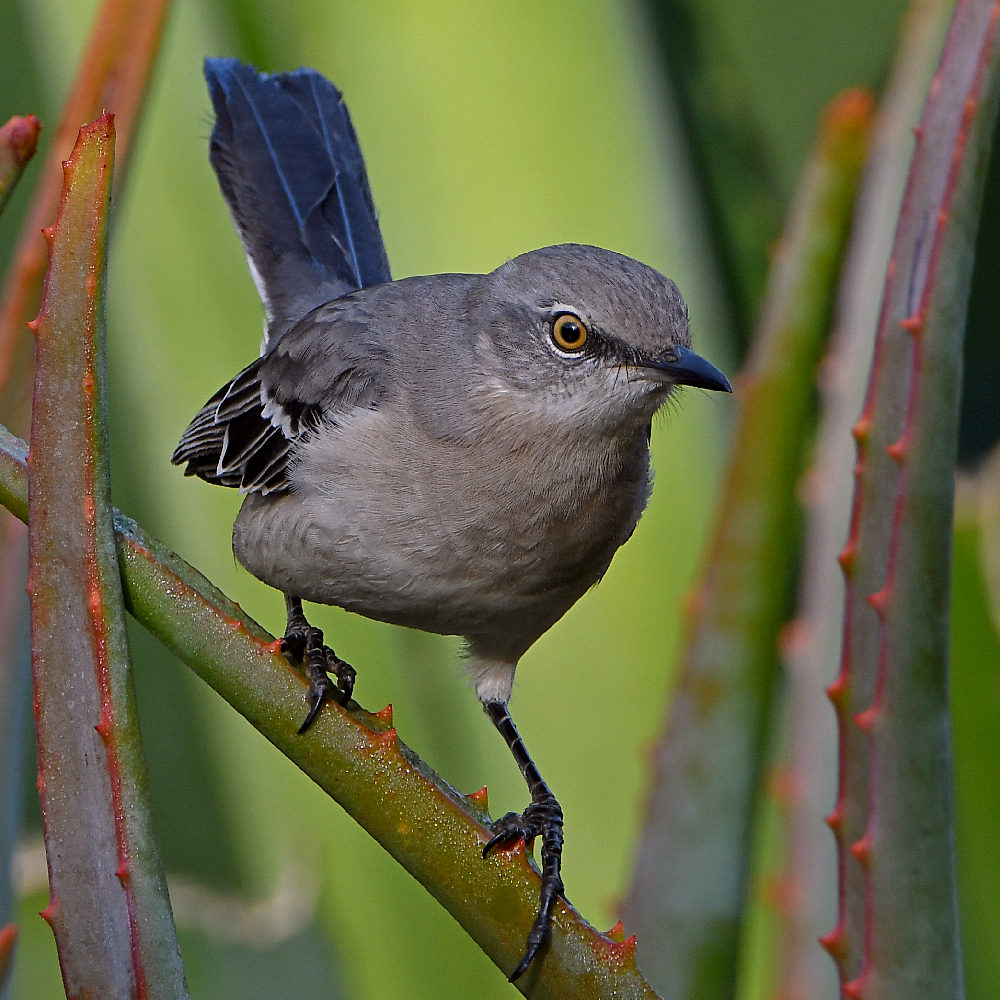 Mockingbird6.jpg