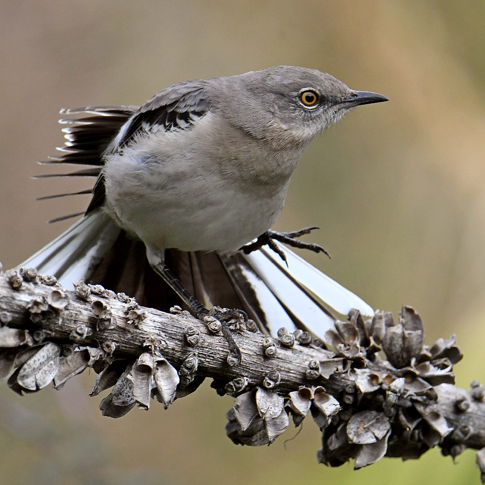 Mockingbird6.jpg