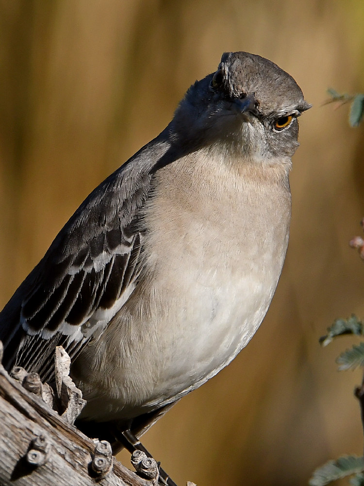 Mockingbird6.jpg