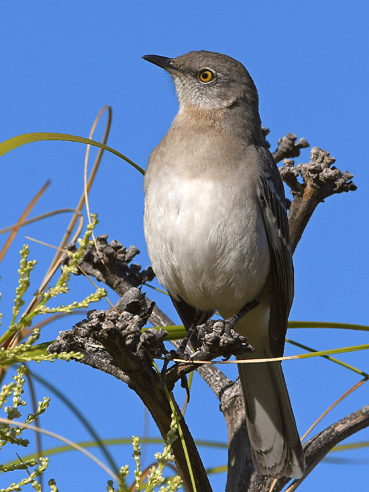 Mockingbird6.jpg