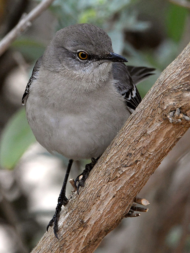 Mockingbird6.jpg