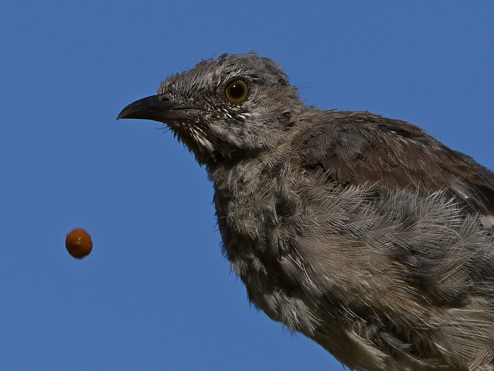 Mockingbird6.jpg