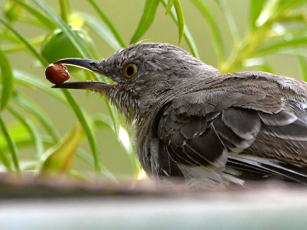 Mockingbird6.jpg