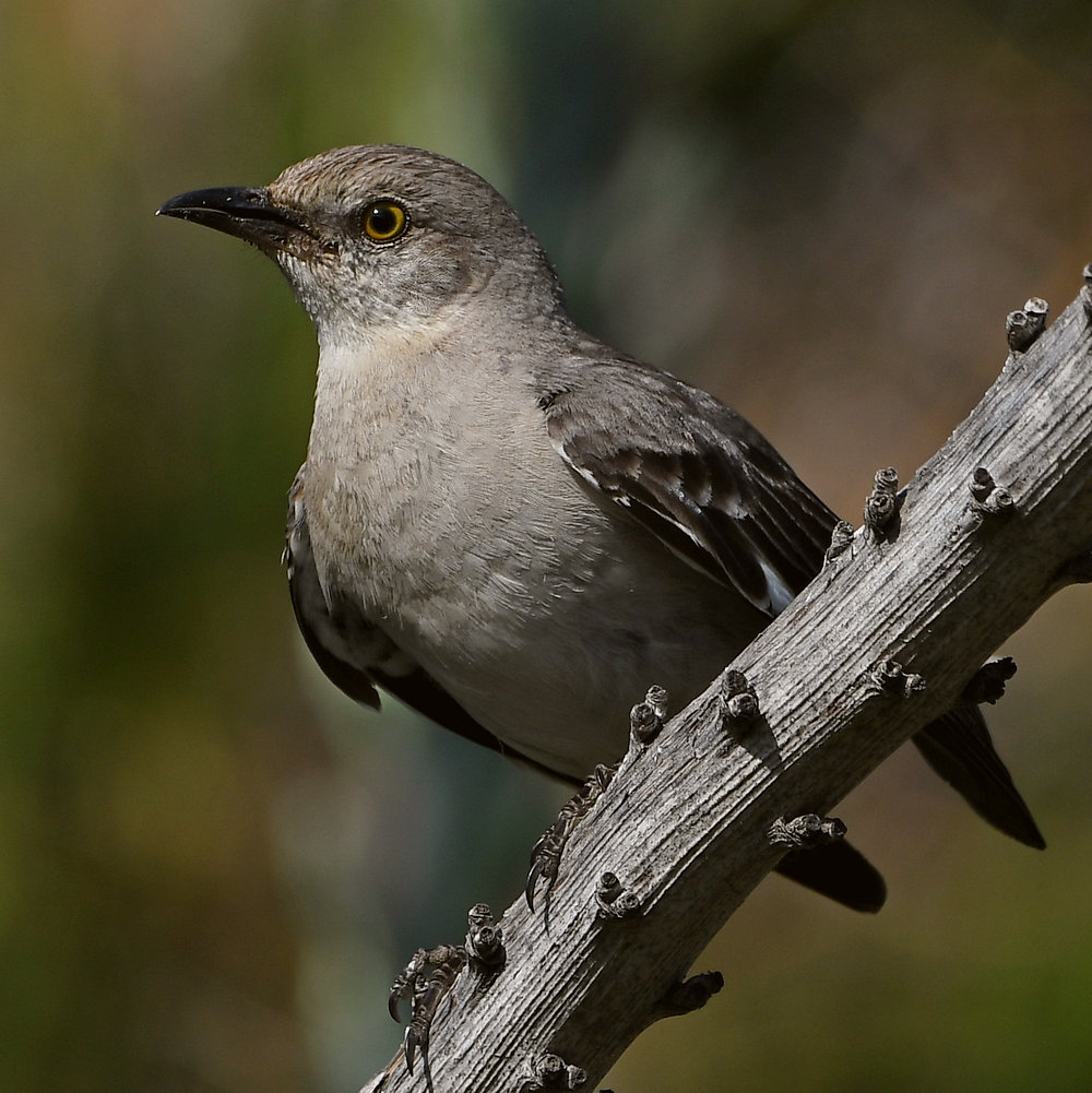 Mockingbird6.jpg