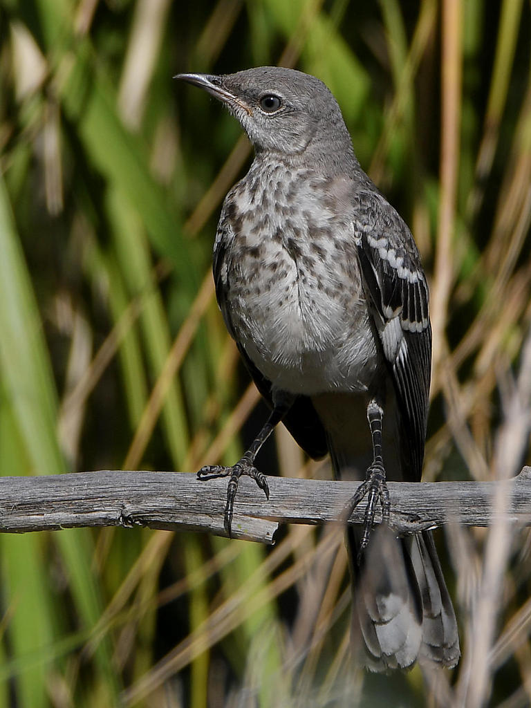 Mockingbird6.jpg