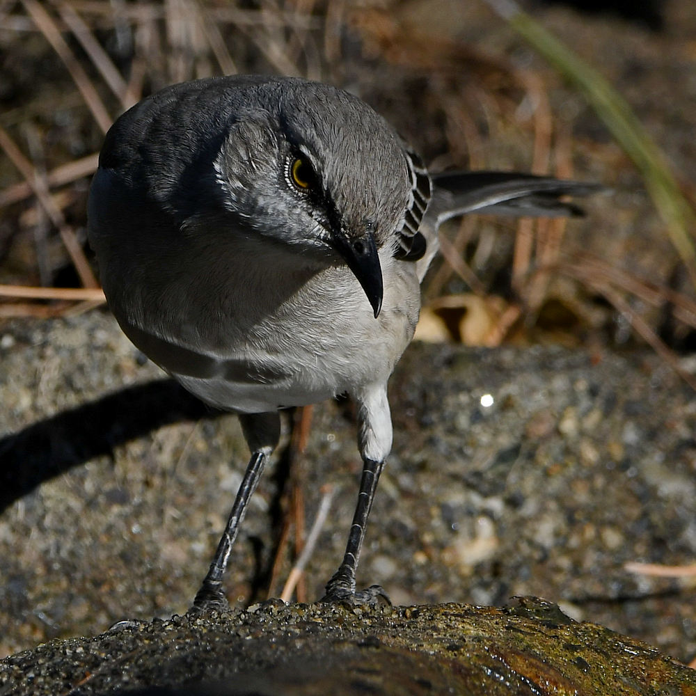 Mockingbird6.jpg