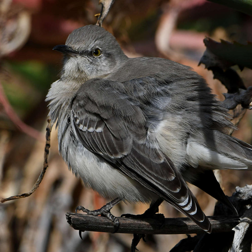Mockingbird6.jpg