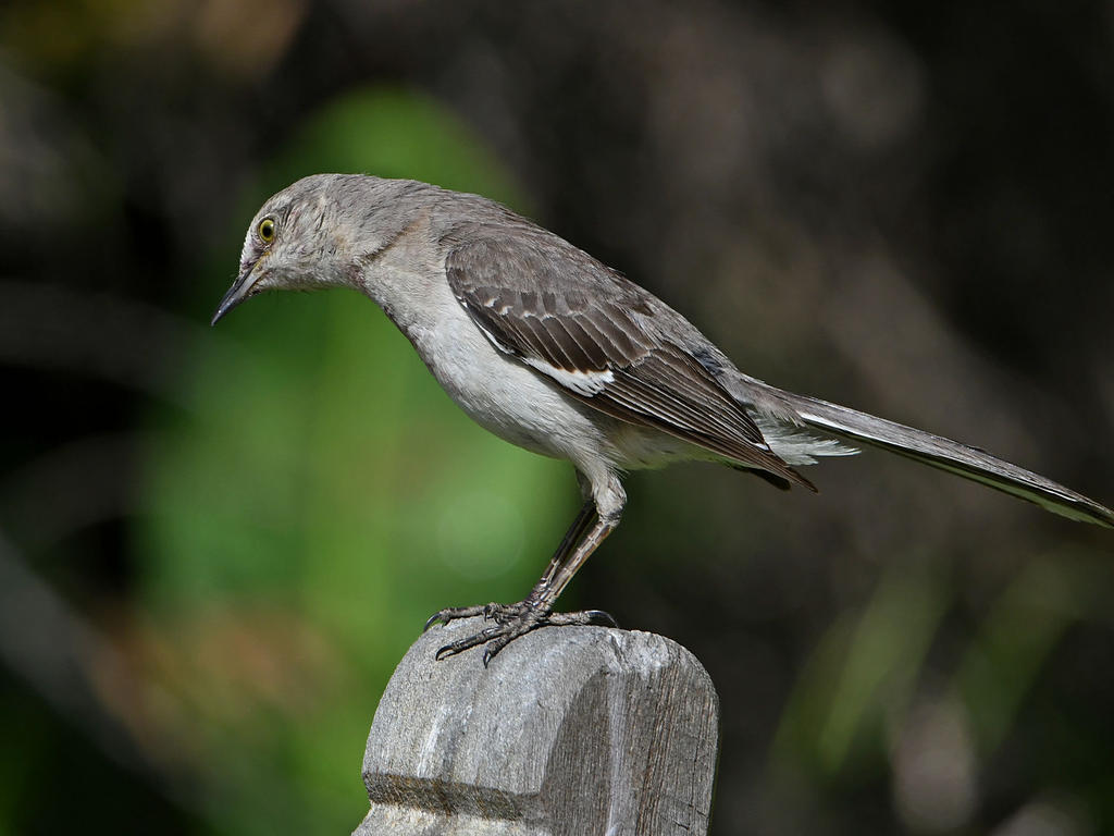 Mockingbird6.jpg
