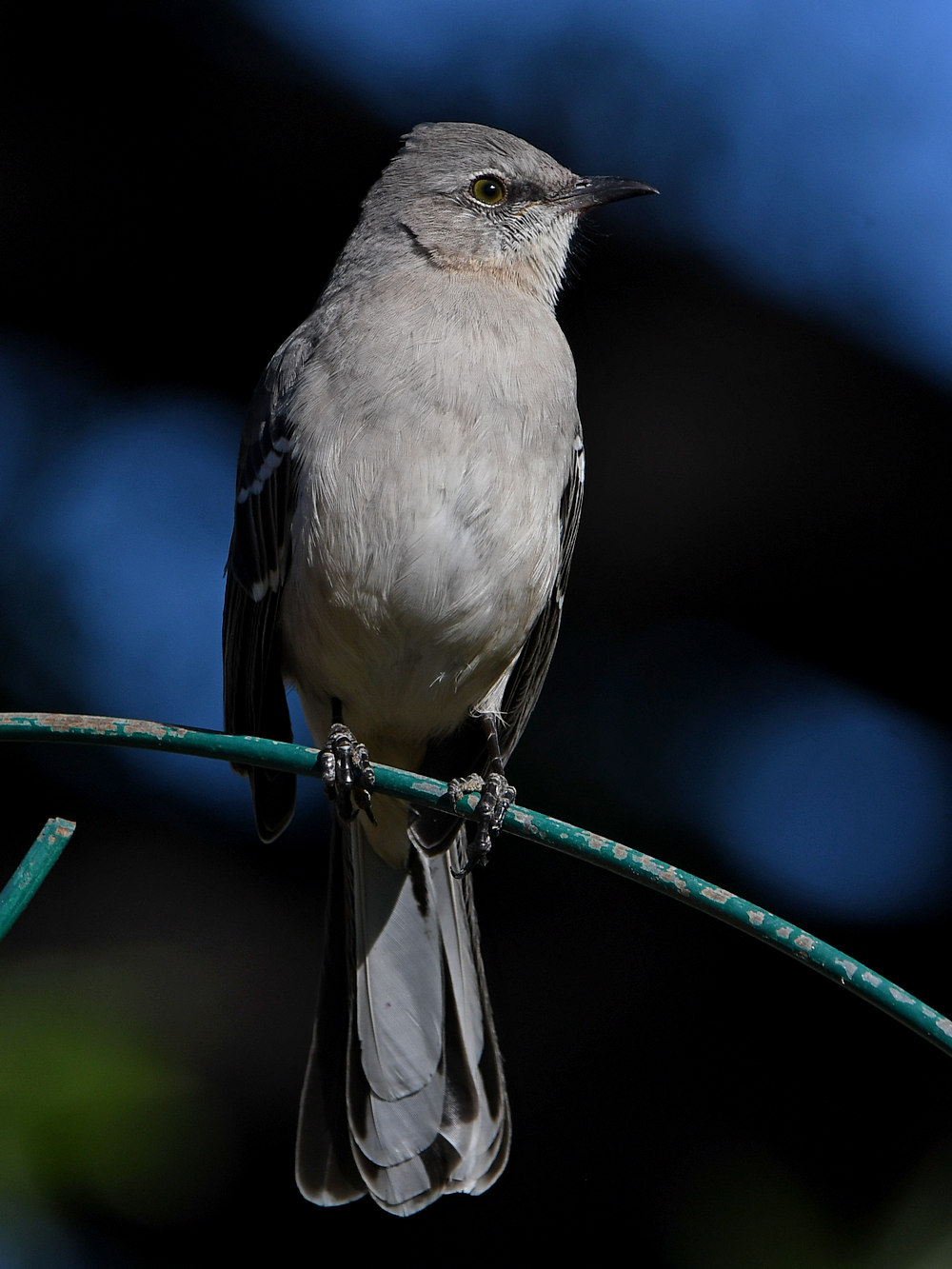 Mockingbird6.jpg