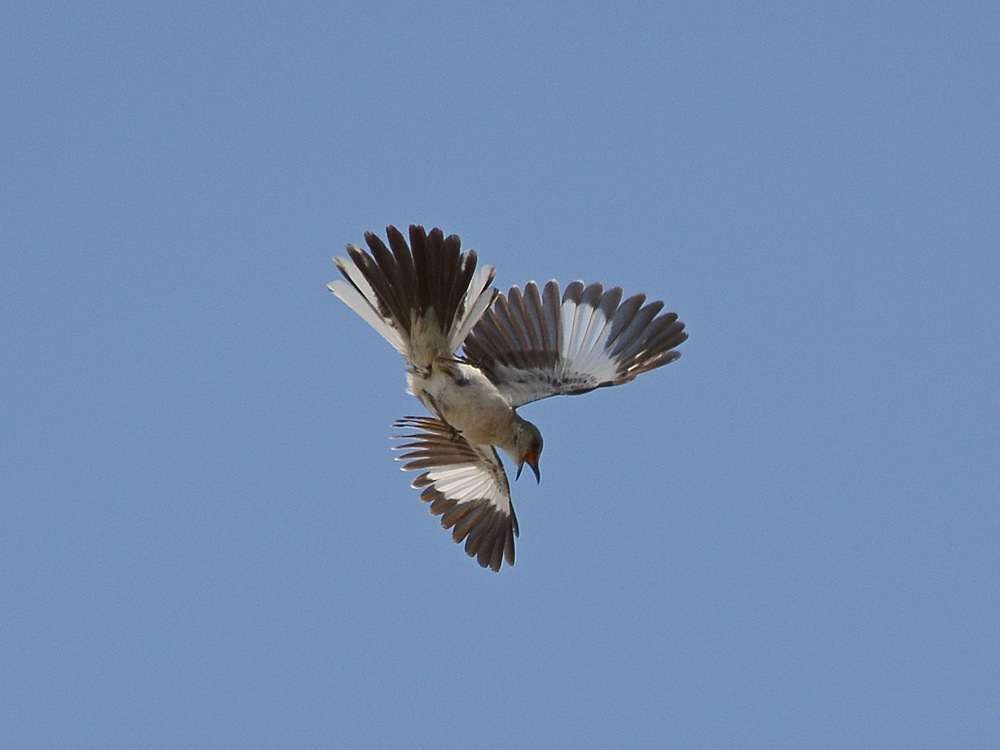 Mockingbird6.jpg