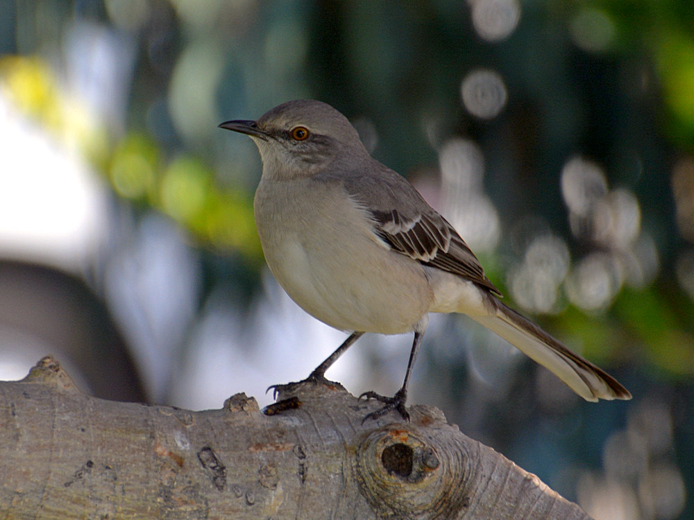 Mockingbird7.jpg