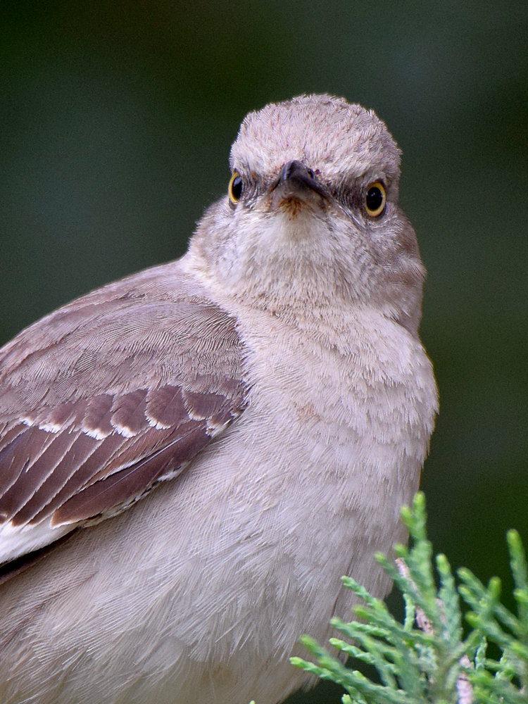 Mockingbird7.jpg