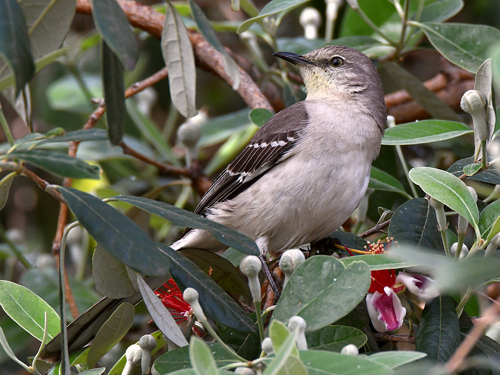 Mockingbird7.jpg