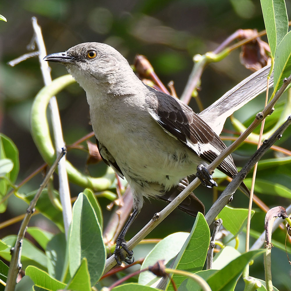 Mockingbird7.jpg