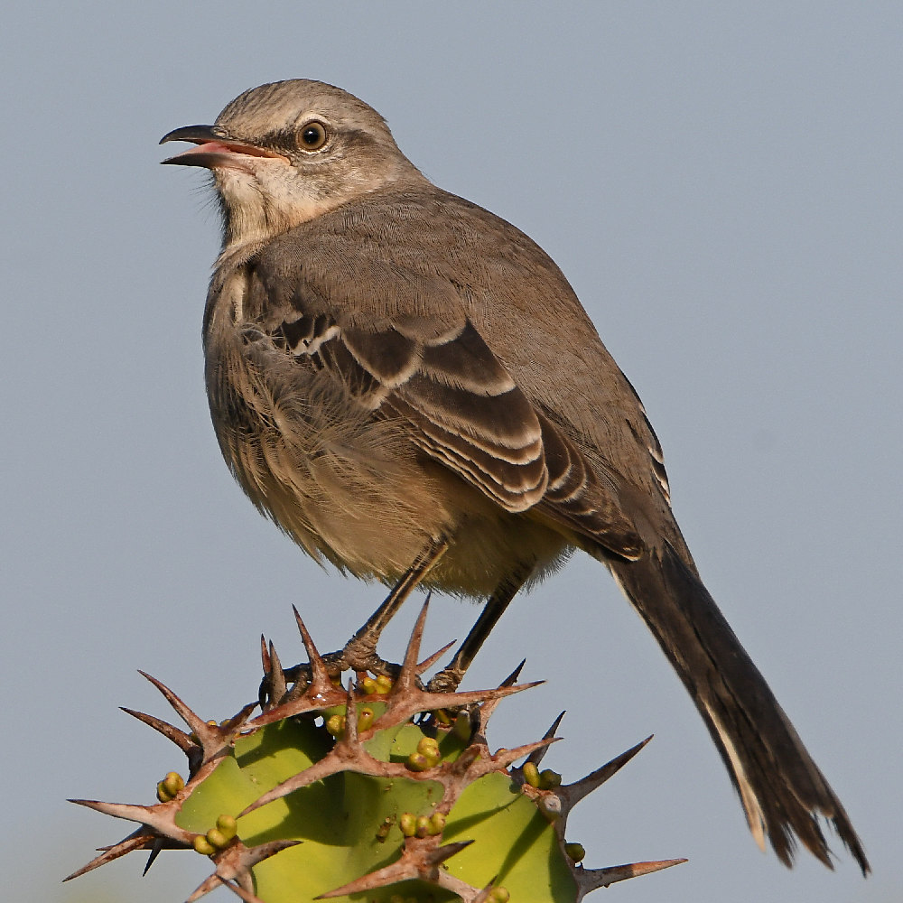 Mockingbird7.jpg