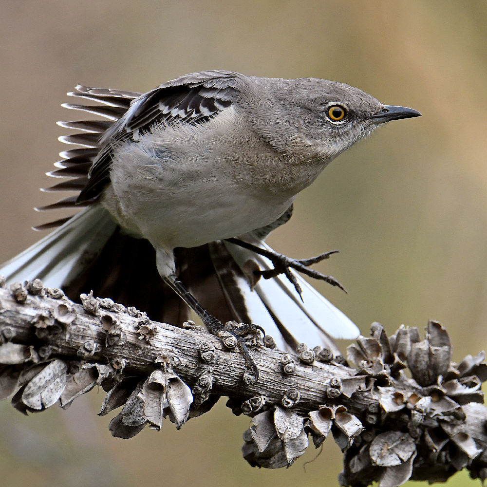 Mockingbird7.jpg