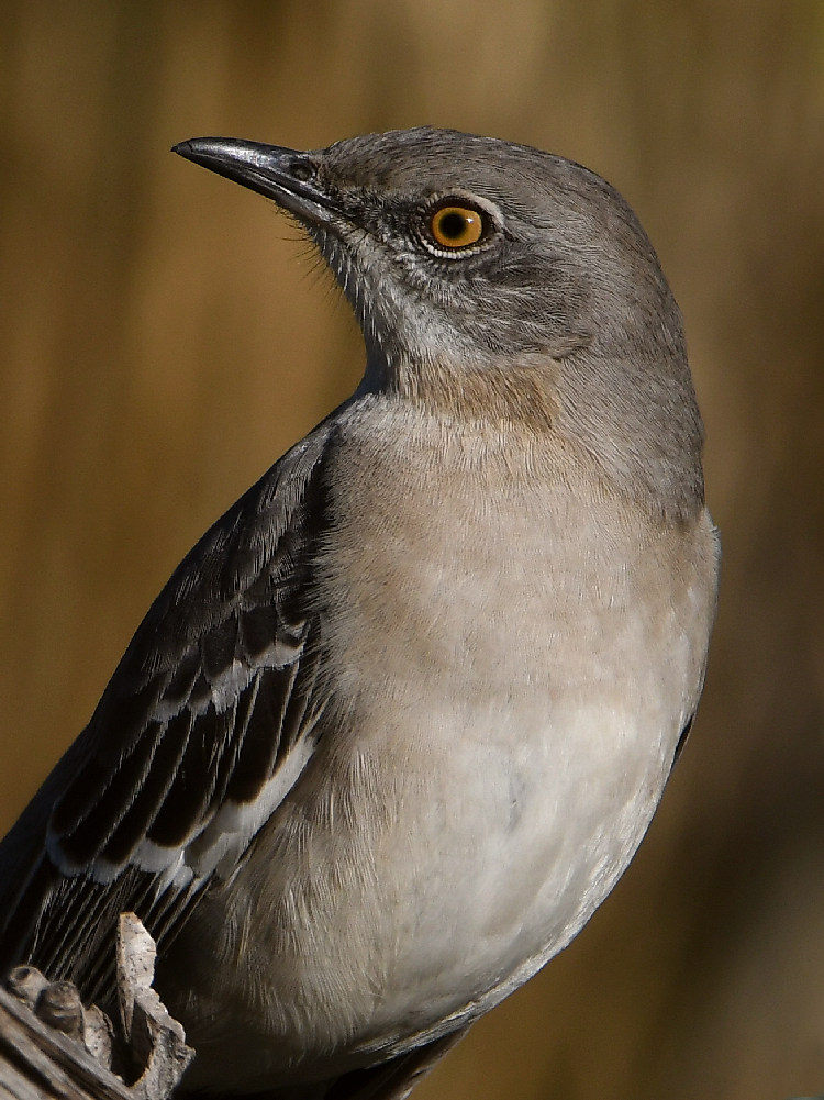 Mockingbird7.jpg