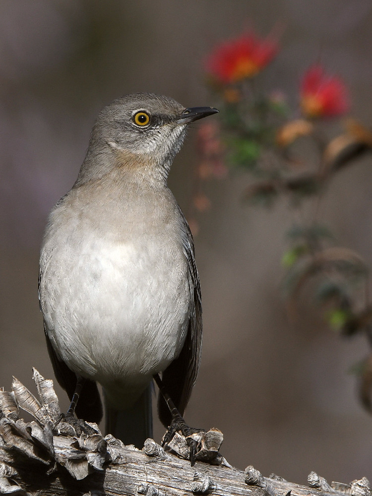 Mockingbird7.jpg