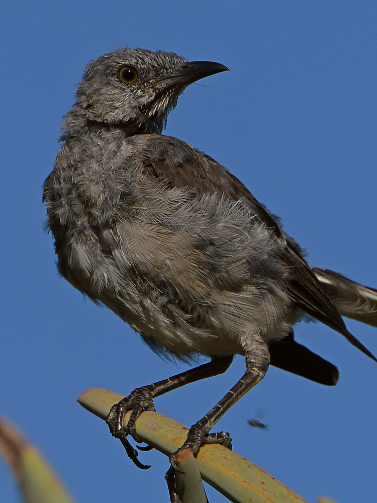 Mockingbird7.jpg