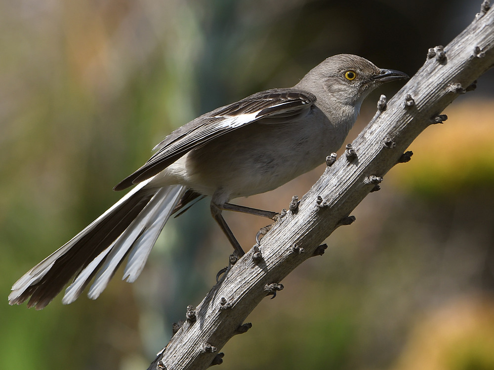 Mockingbird7.jpg