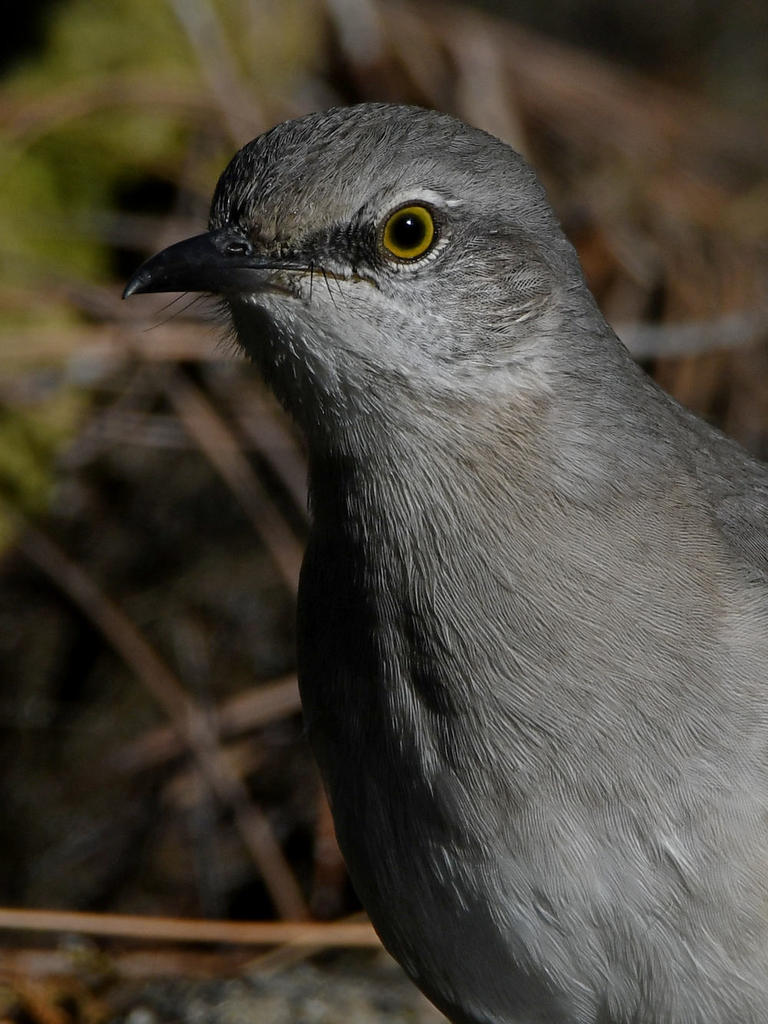 Mockingbird7.jpg