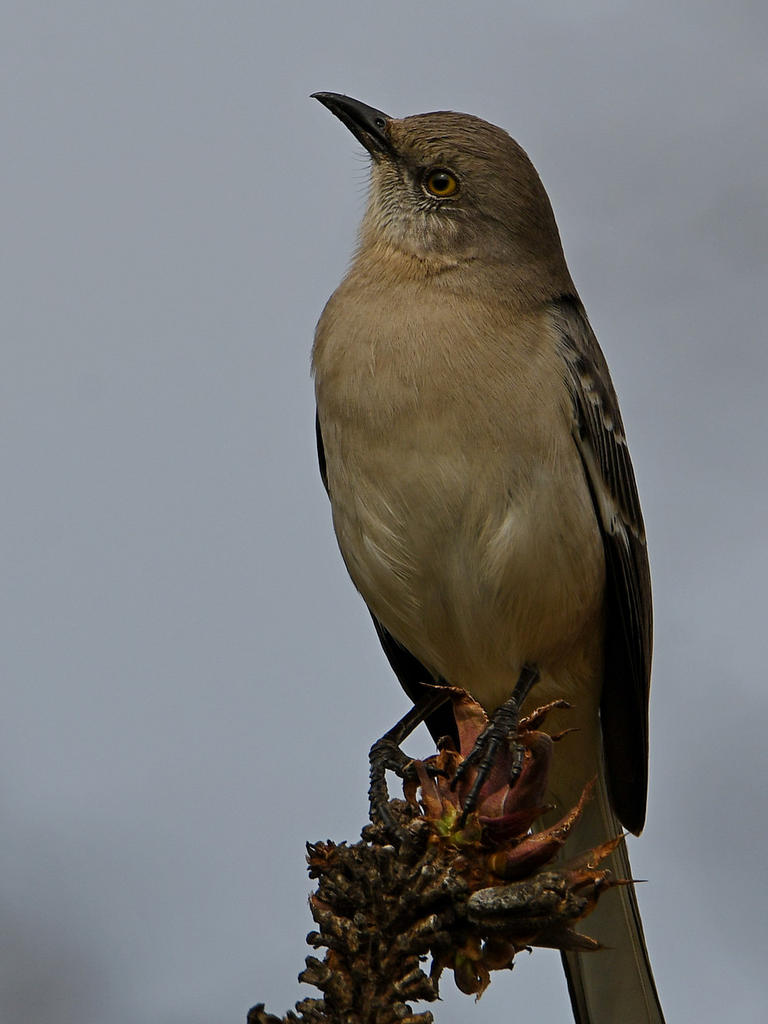 Mockingbird7.jpg