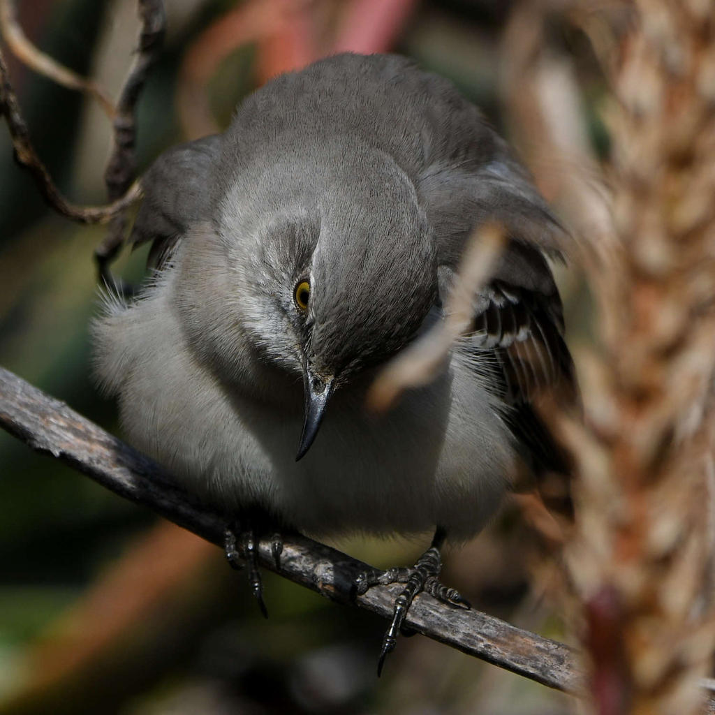 Mockingbird7.jpg
