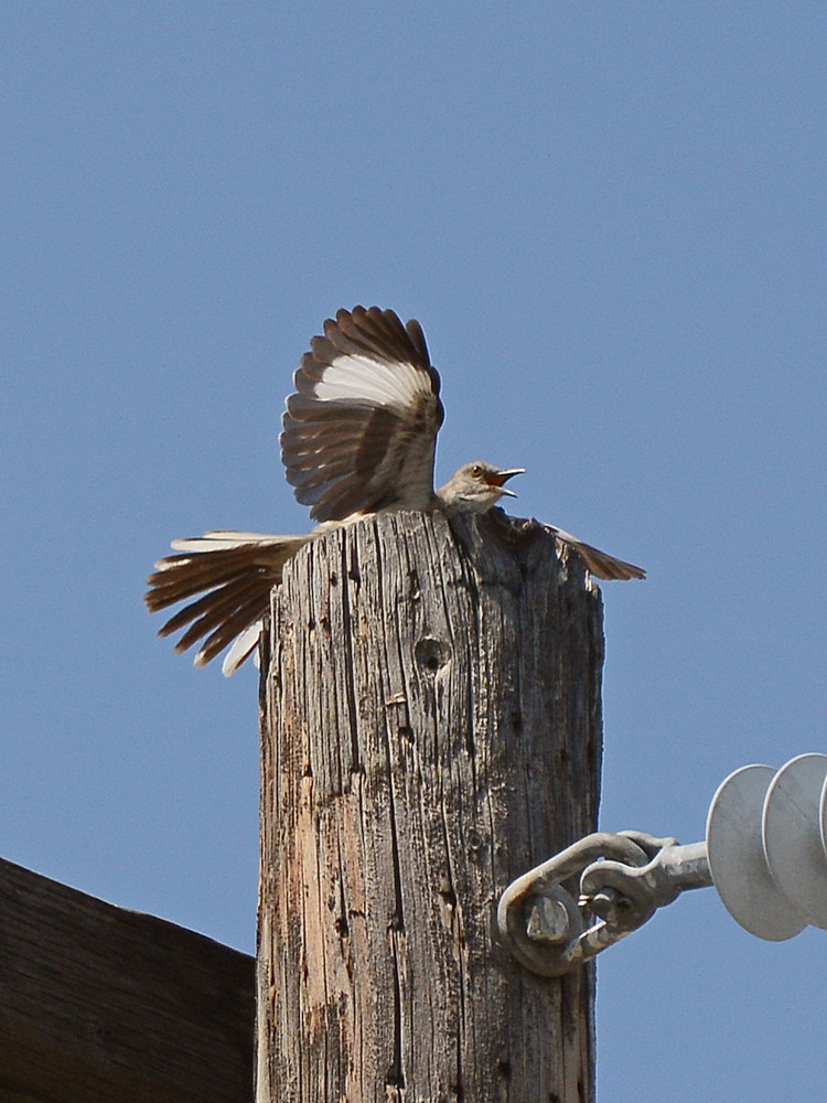 Mockingbird7.jpg
