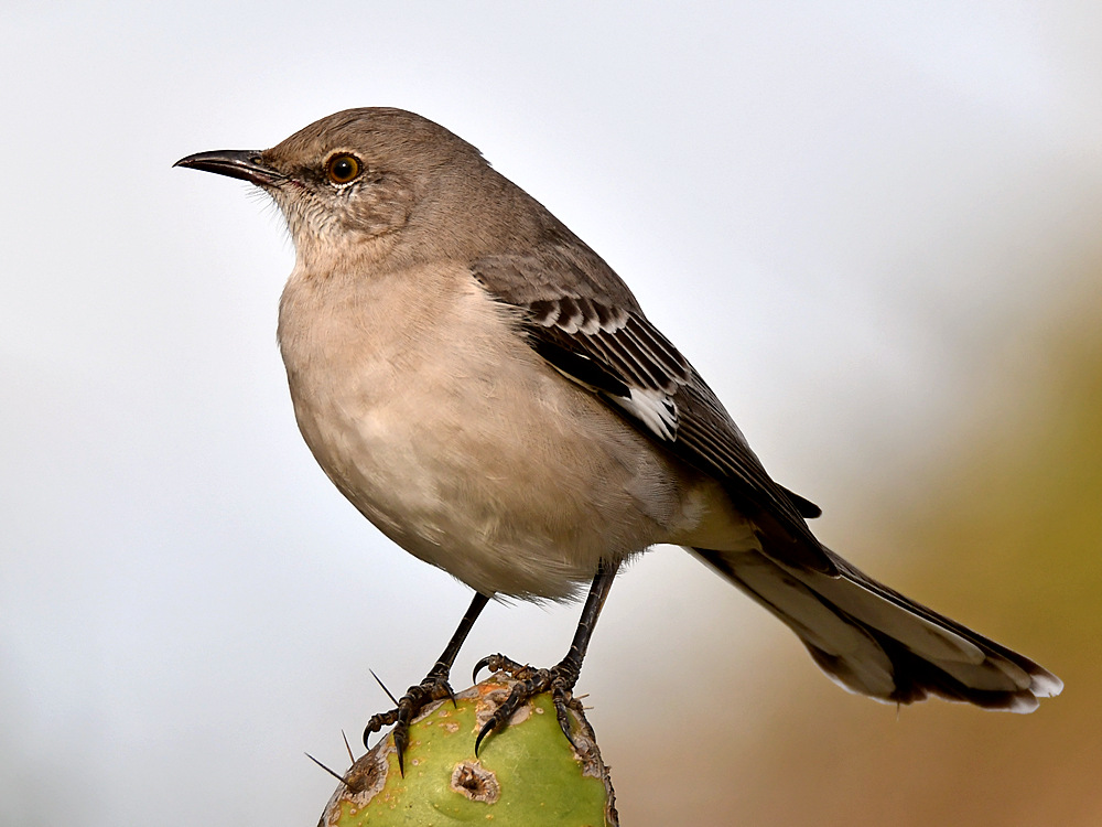 Mockingbird8.jpg