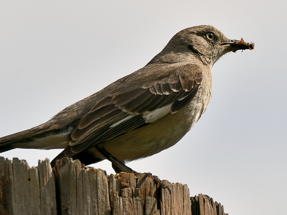 Mockingbird8.jpg