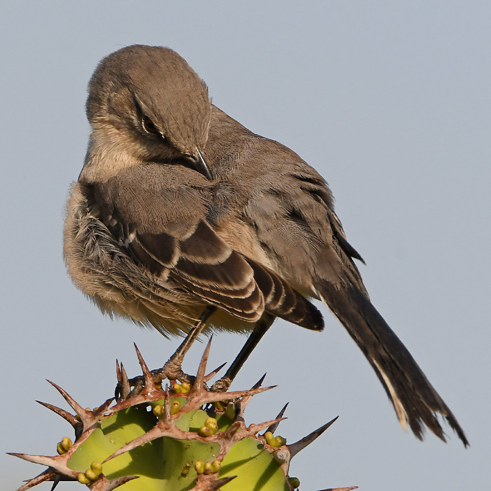 Mockingbird8.jpg