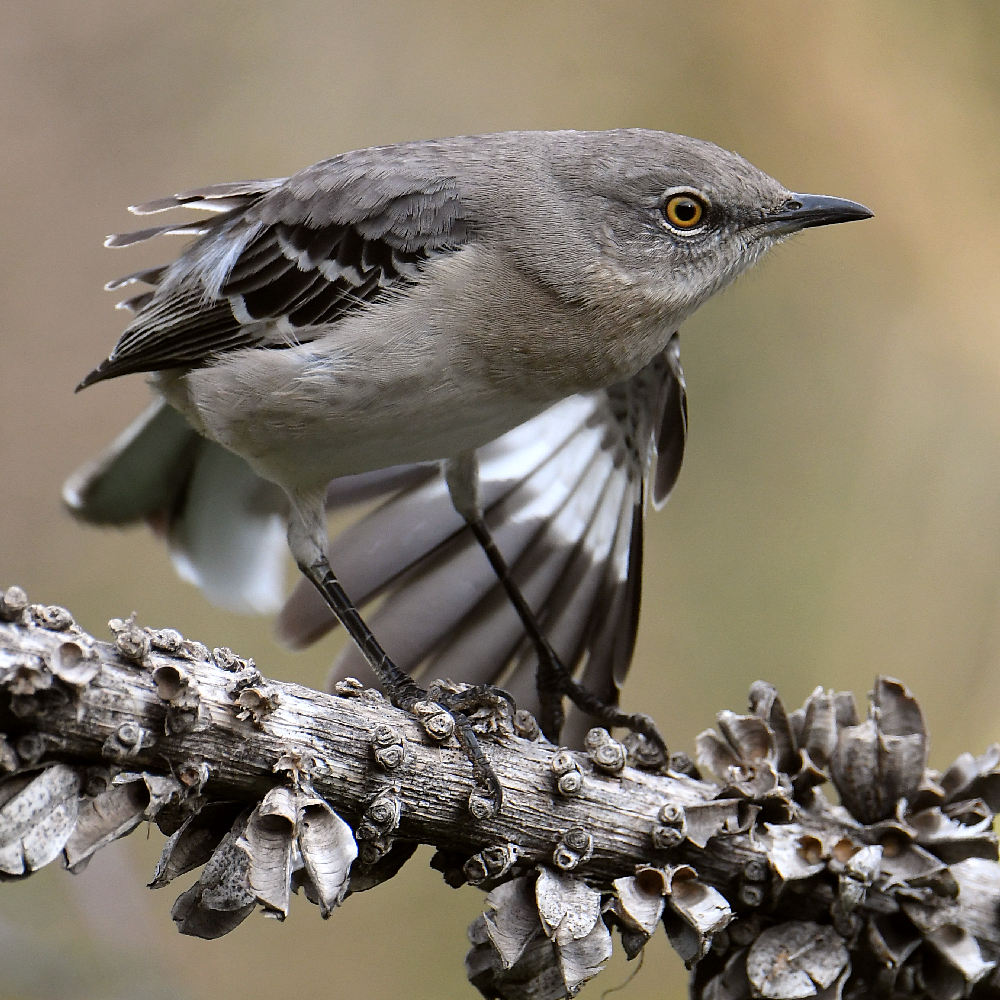Mockingbird8.jpg