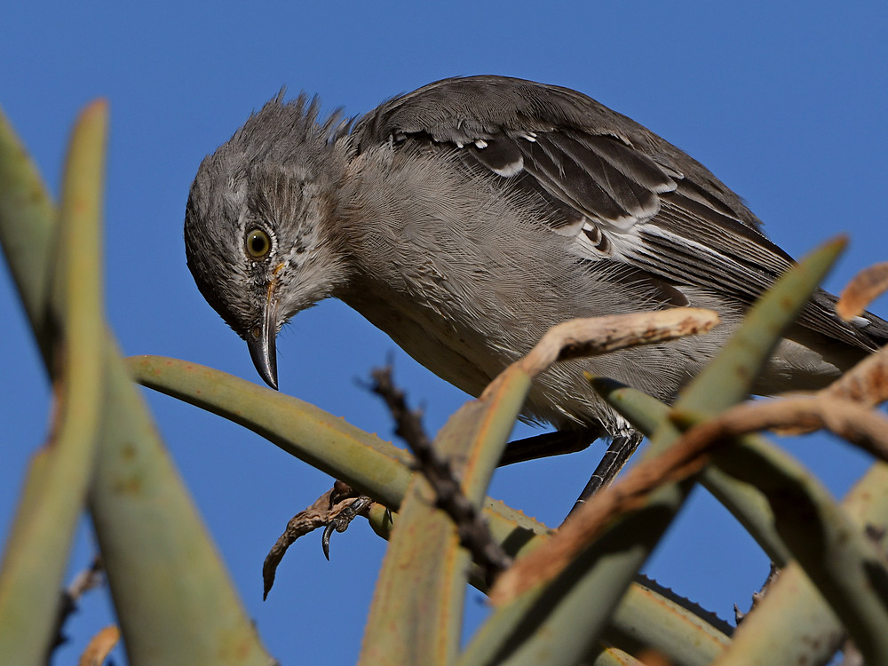 Mockingbird8.jpg