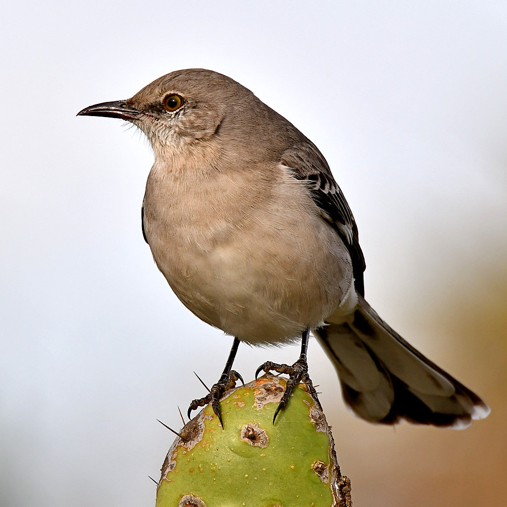 Mockingbird9.jpg