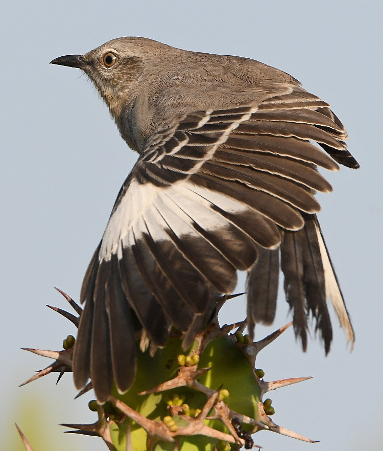 Mockingbird9.jpg